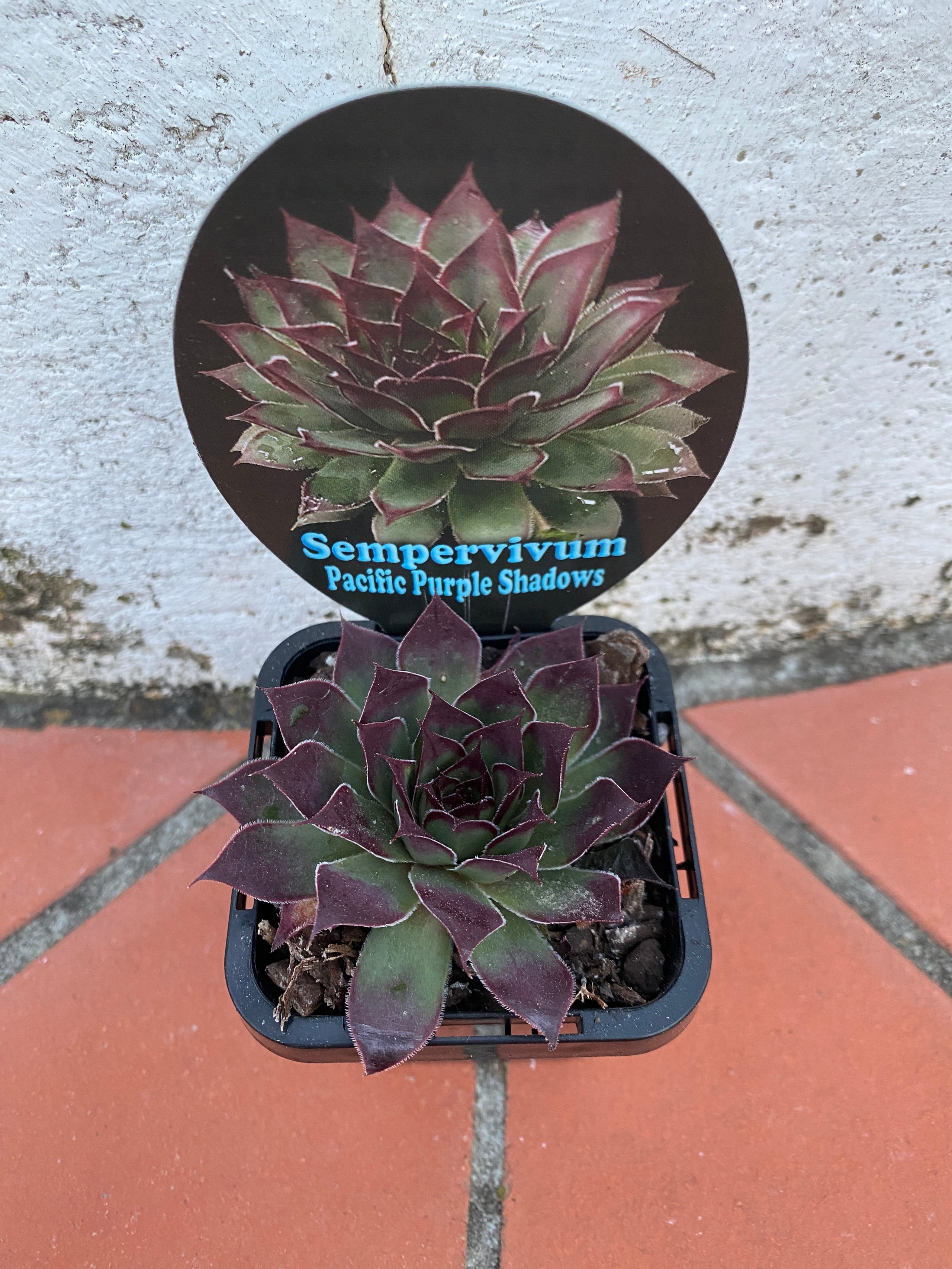 Sempervivum Pacific Purple Shadows | Pete's Perfect Plants